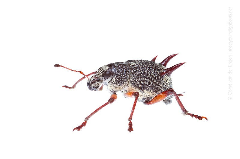 <!--Catasarcus spinipennis, Spiny weevil-->